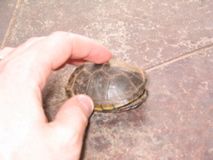 Turtles 2004_08